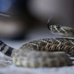 Australia: snake on board, Melbourne-Brisbane flight delayed by two hours