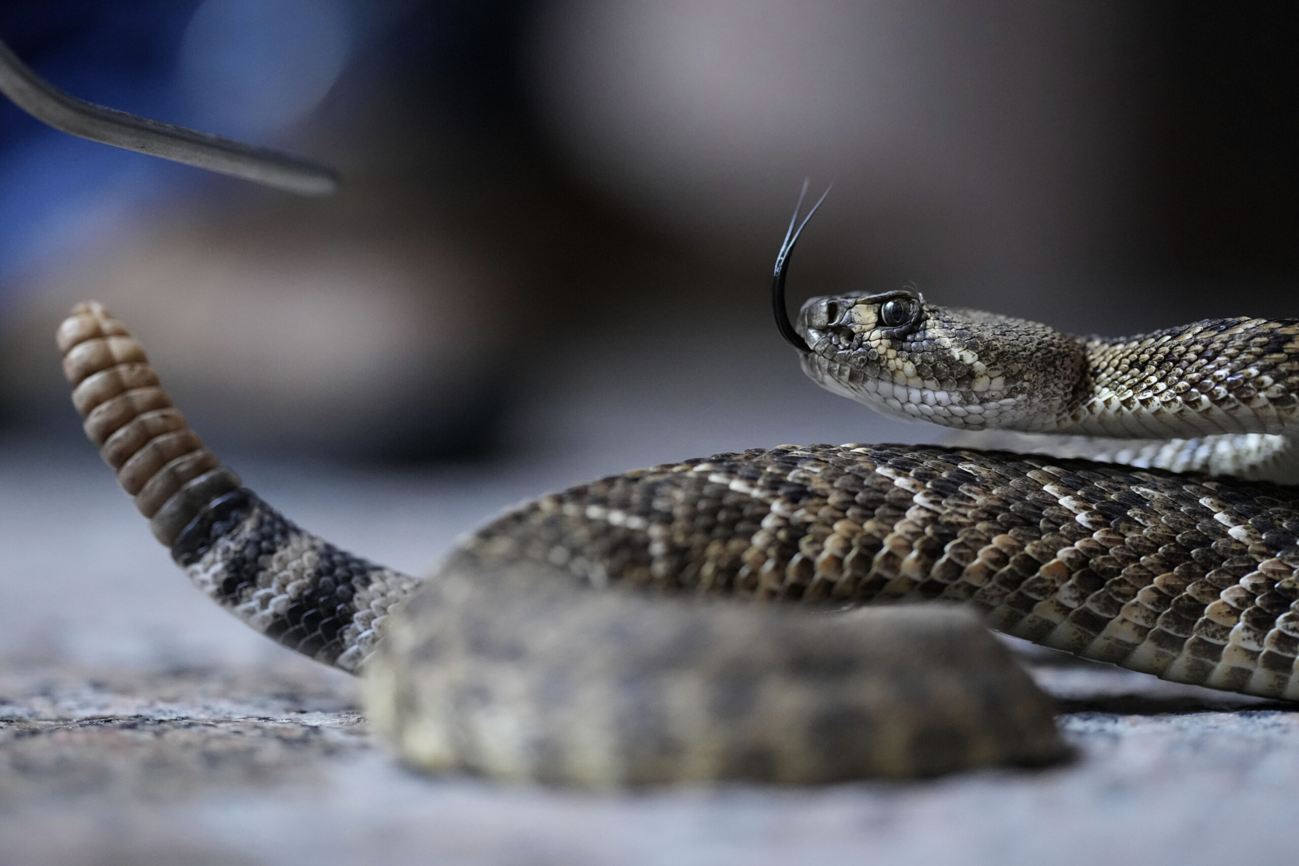 Australia: snake on board, Melbourne-Brisbane flight delayed by two hours