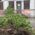 Bad weather: tree falls on elementary school entrance in Milan