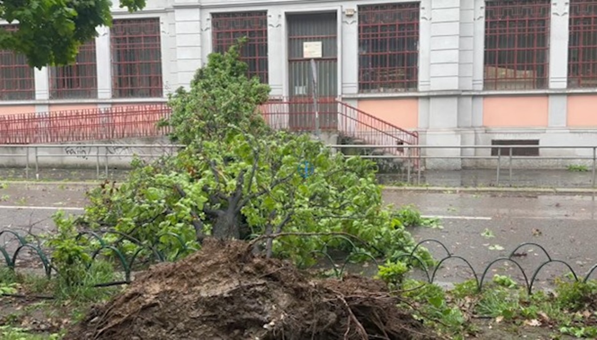 Bad weather: tree falls on elementary school entrance in Milan