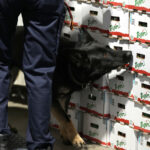 Rome: container with 50 kg of cocaine discovered at the port of Civitavecchia