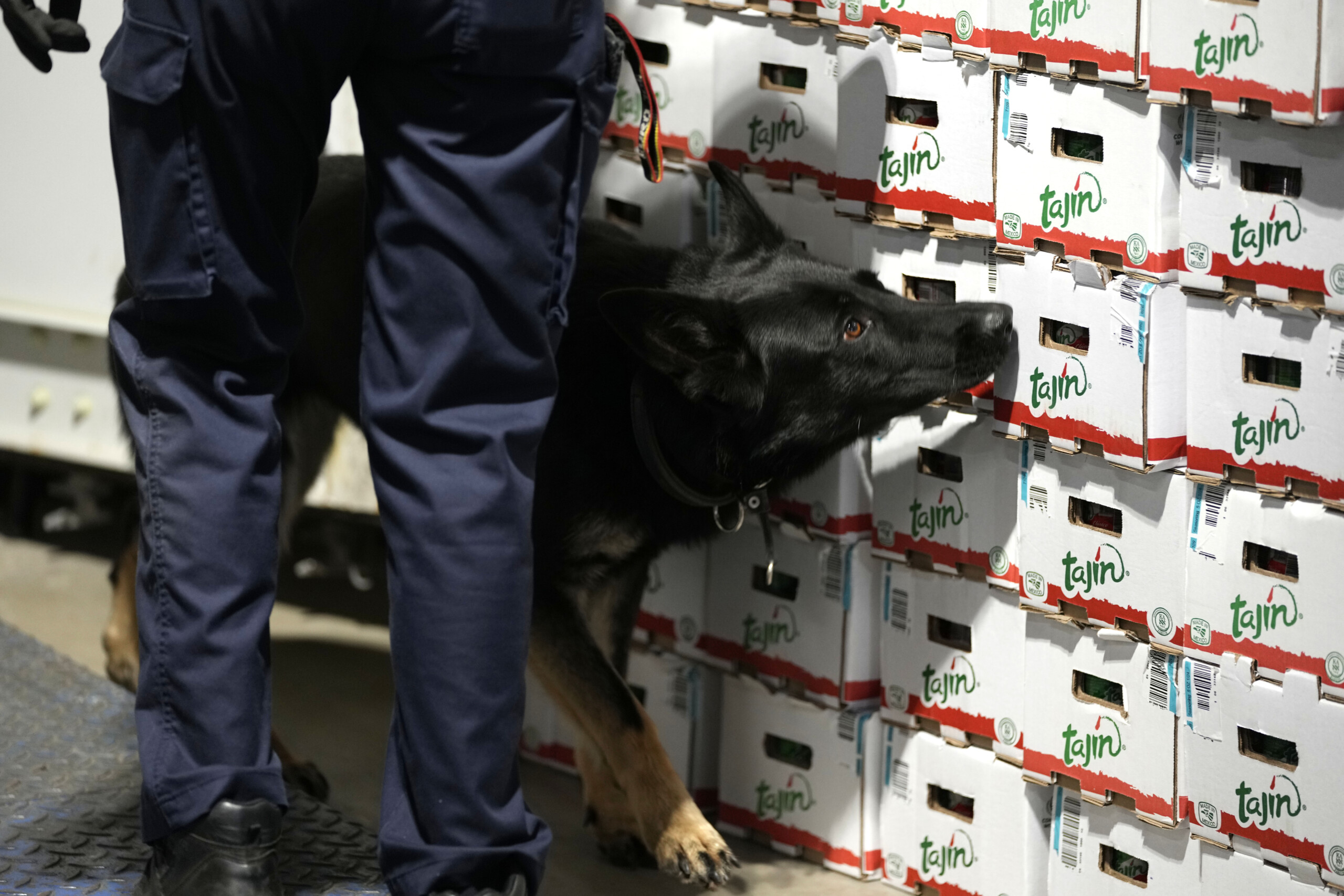 Rome: container with 50 kg of cocaine discovered at the port of Civitavecchia