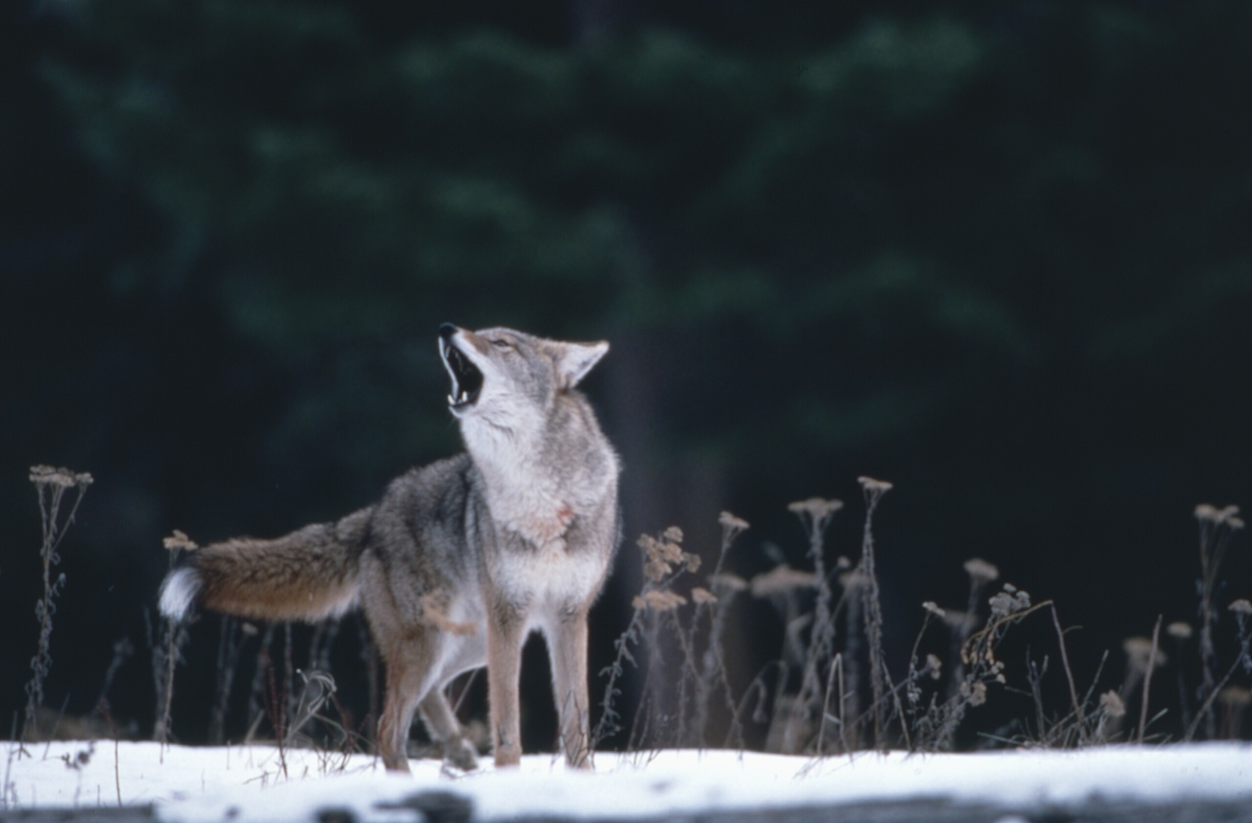South Tyrol: Court suspends wolf cull in Upper Vinschgau Valley