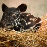 Spain, baby Malayan tapir born: hope for species conservation