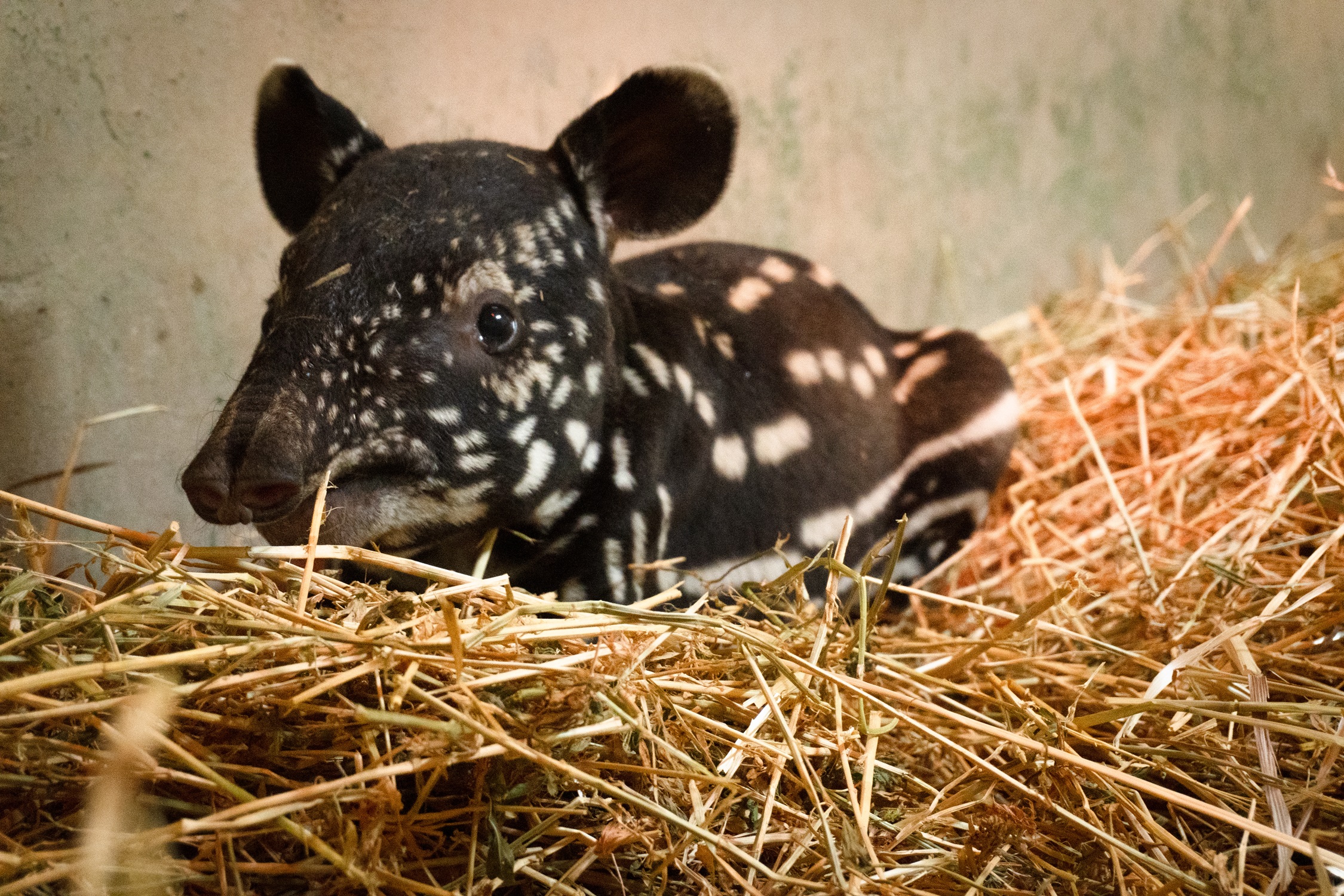 Spain, baby Malayan tapir born: hope for species conservation