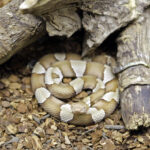 US man gets bitten hundreds of times by snakes: his blood used against venom