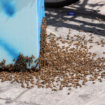 USA, truck overturns and 250 million bees are released
