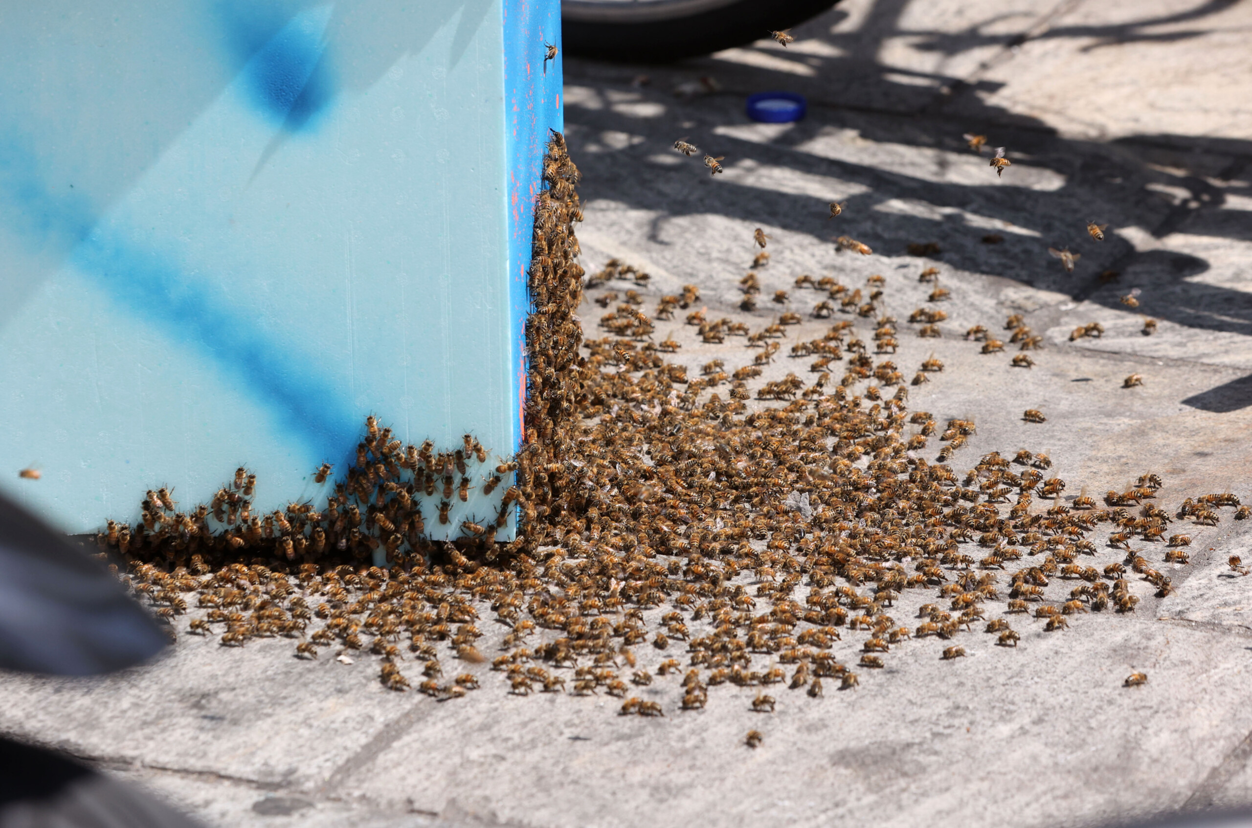 USA, truck overturns and 250 million bees are released