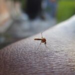 West Nile, 77-year-old man dies in hospital in Latina: fifth victim in Lazio
