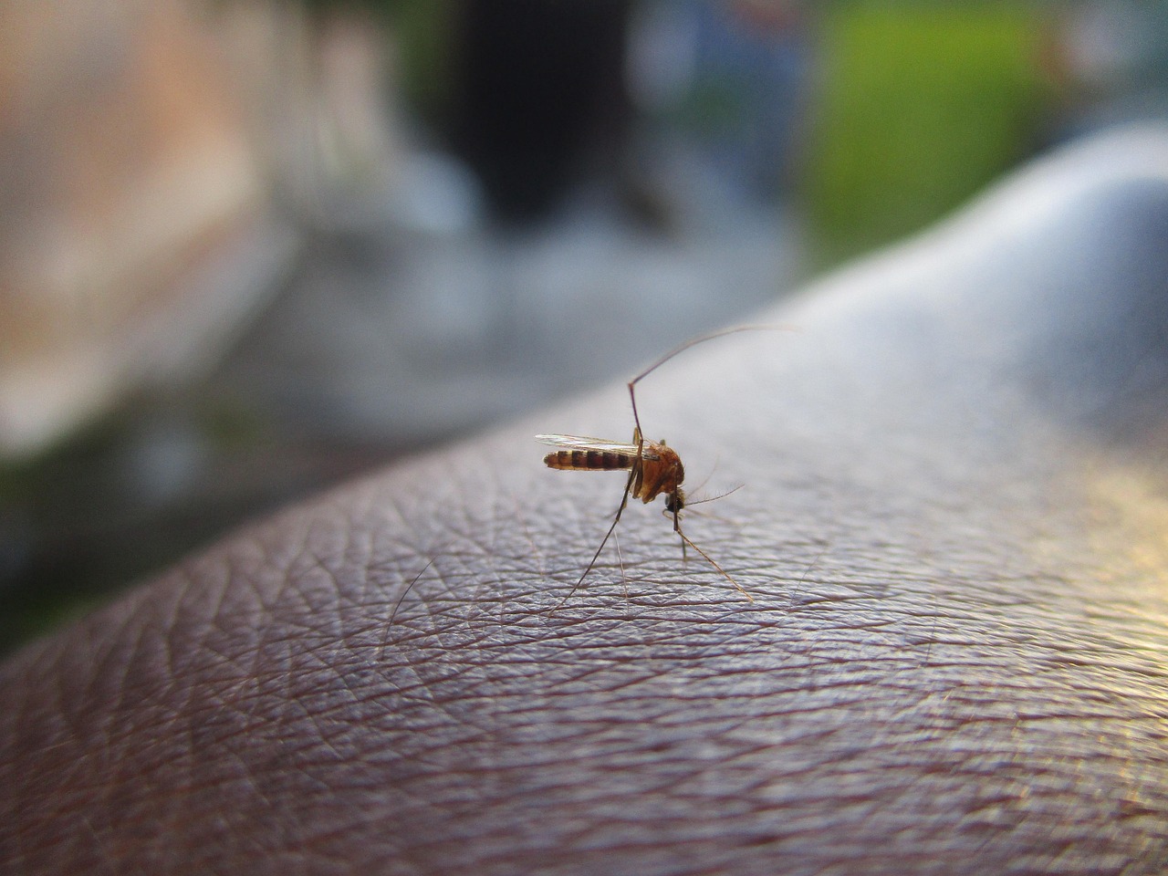 West Nile, 77-year-old man dies in hospital in Latina: fifth victim in Lazio