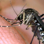 West Nile: man infected in Frosinone hospitalised in Teramo