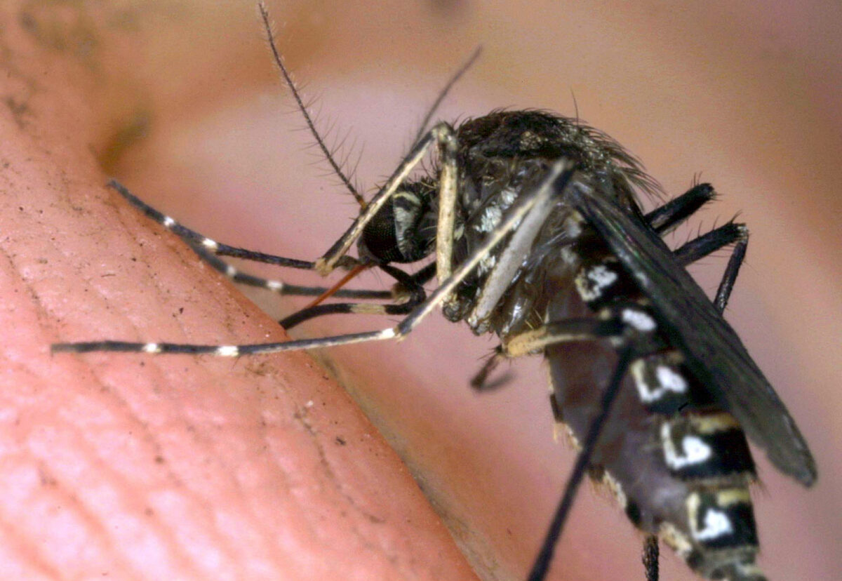 West Nile: man infected in Frosinone hospitalised in Teramo West Nile: man infected in Frosinone hospitalised in Teramo
