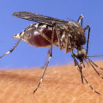 West Nile, one patient admitted to intensive care in Latina