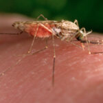 West Nile: Rocca signs urgent order to prevent spread