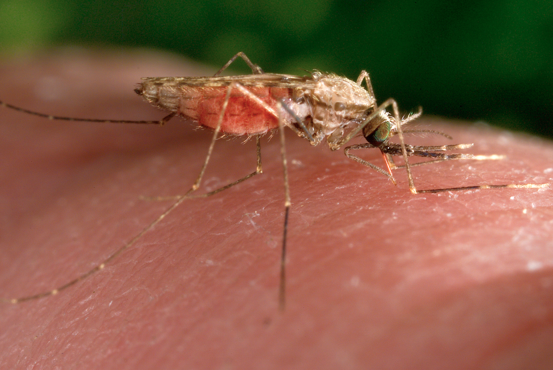 West Nile: Rocca signs urgent order to prevent spread