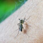 West Nile, seventh victim in Lazio