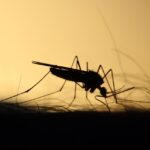 West Nile virus, ISS: confirmed cases rise to 173, with 11 deaths