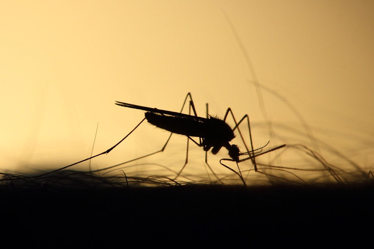 West Nile virus, ISS: confirmed cases rise to 173, with 11 deaths