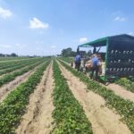 Workplace accident: 44-year-old woman crushed by tractor dies in the Ferrara area