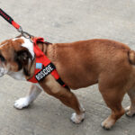 F1, Hamilton’s dog dies: ‘Welcoming Roscoe into my life was the best decision I ever made’