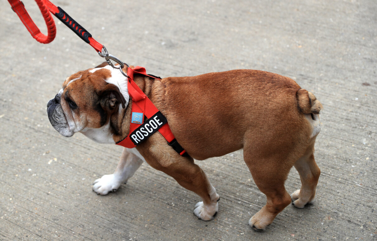 F1, Hamilton’s dog dies: ‘Welcoming Roscoe into my life was the best decision I ever made’