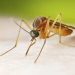 West Nile, new case in the Oristano area: 35 since the beginning of the year