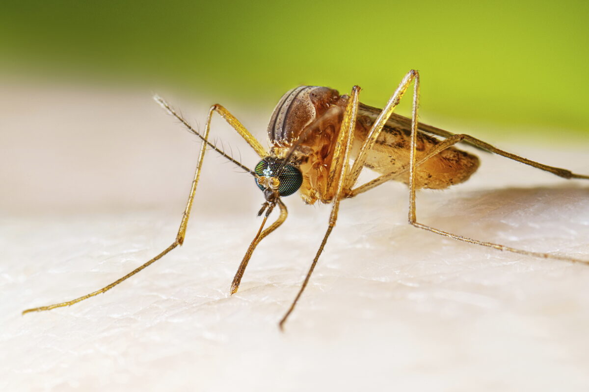 West Nile, new case in the Oristano area: 35 since the beginning of the year