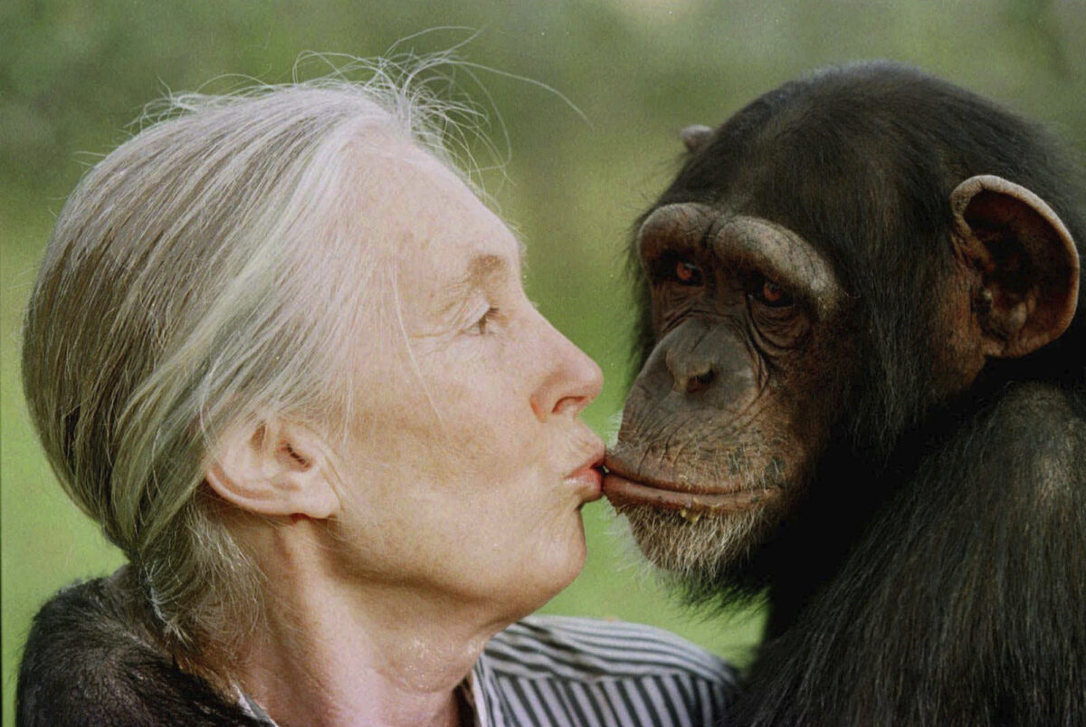 Science: Jane Goodall, ethologist famous for her studies on chimpanzees, has died