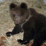Bears, Lav: Trentino like the Wild West, complaint against poachers ready
