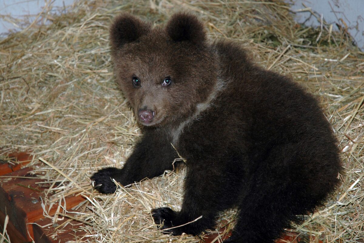 Bears, Lav: Trentino like the Wild West, complaint against poachers ready