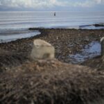 EU: new EPP-right-wing alliance in the European Parliament to postpone deforestation regulations