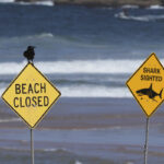 Australia: shark kills woman and injures man who was swimming with her