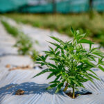 Budget: with FdI amendment, ban on light cannabis, taxes up to 40%