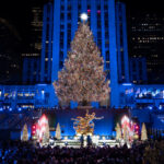 Commerce, Coldiretti: ‘Average spending on Christmas trees is €42’