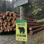 Chieti: ban on approaching bears and cubs in the province