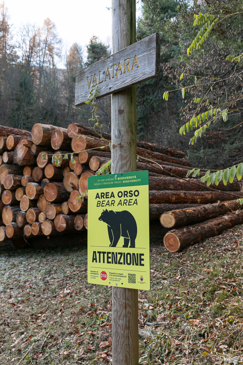 Chieti: ban on approaching bears and cubs in the province Chieti: ban on approaching bears and cubs in the province