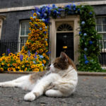 “Larry the Cat” has been at Downing Street for 15 years, brought there by Cameron