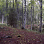 Bosco family, father: ‘I don’t want our children to leave Vasto, but I want an end to the police presence.’