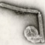 First human case of avian influenza in the EU confirmed in Lombardy