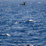 Migrants: Alarm Phone reports 19 deaths in shipwreck off the coast of Tunisia