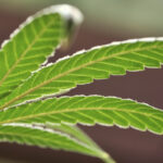 Trump administration reclassifies medical marijuana