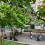 Coldiretti: ‘Urban greenery lowers temperatures by up to 3.5 degrees’