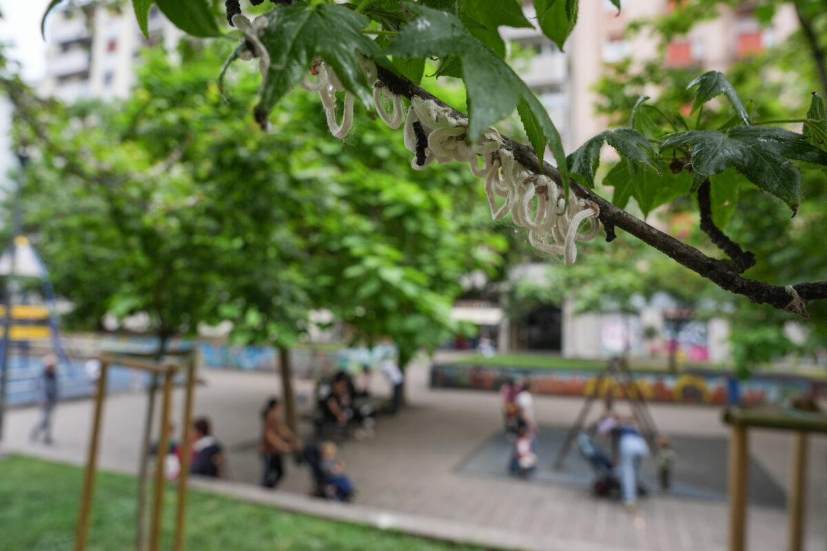 Coldiretti: ‘Urban greenery lowers temperatures by up to 3.5 degrees’ Coldiretti: ‘Urban greenery lowers temperatures by up to 3.5 degrees’