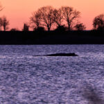 Denmark, autopsy on whale ‘Timmy’ scheduled for next week