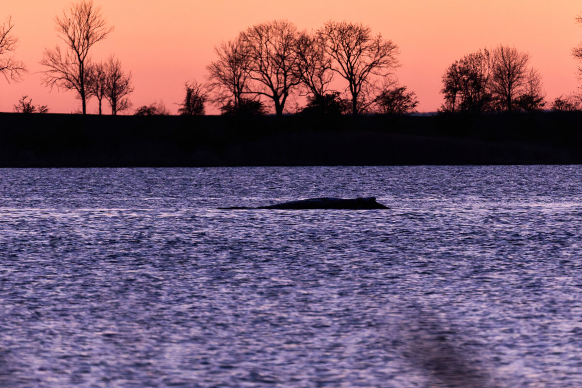 Denmark, autopsy on whale ‘Timmy’ scheduled for next week