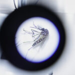 Dengue, study: in Italy outbreaks are mainly spread within 400 metres