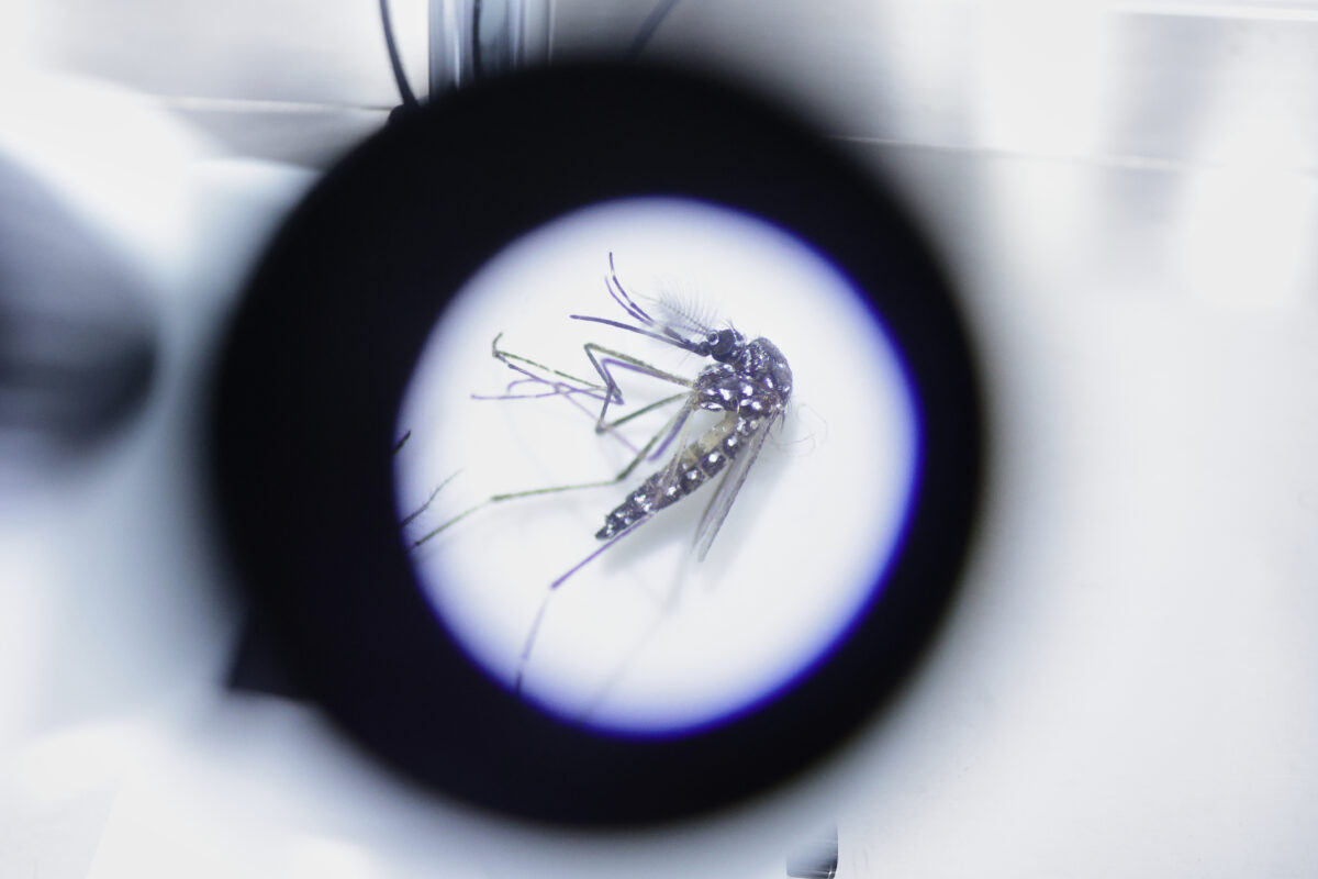 Dengue, study: in Italy outbreaks are mainly spread within 400 metres