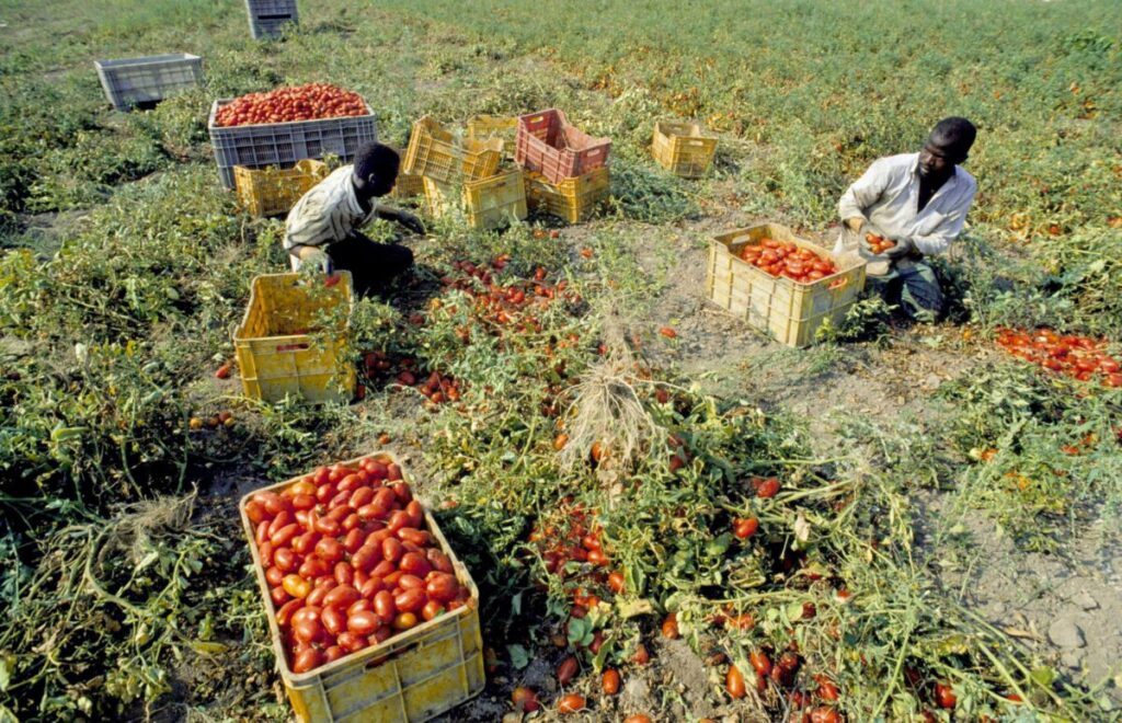 Syracuse: Farm worker dies in Pachino; heat-related illness among possible causes
