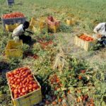 Syracuse: Farm worker dies in Pachino; heat-related illness among possible causes