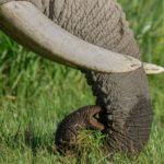 Kenya: investigation launched into the deaths of 15 elephants in Amboseli National Park